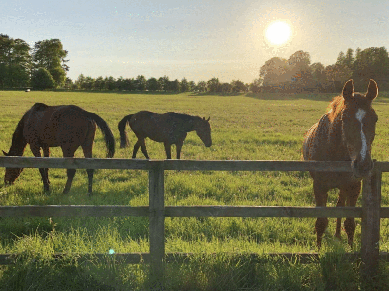 The Equestrian Hotel – Ocala, FL